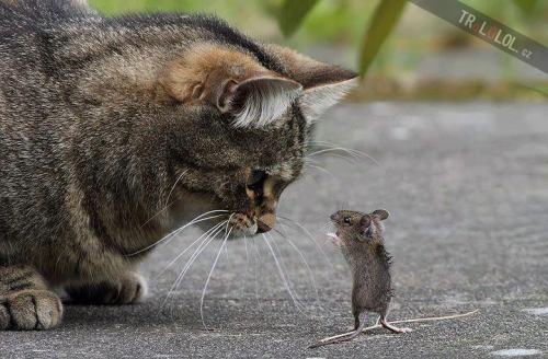 Kocour vs. myš