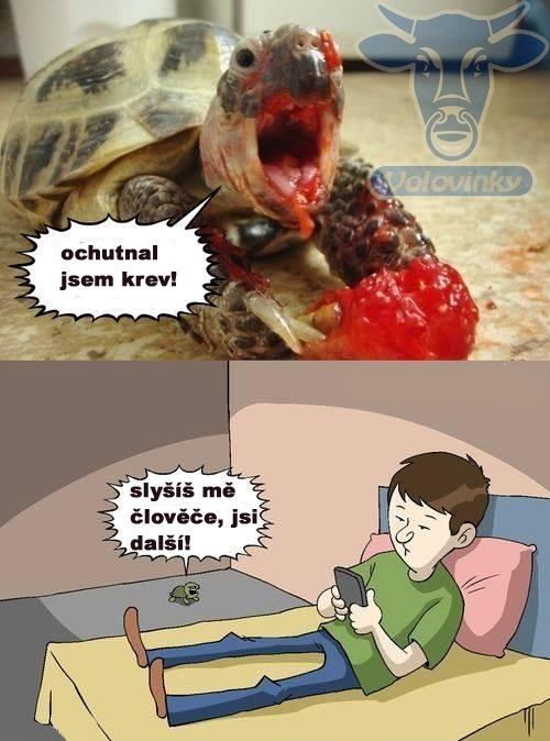  Želva zabiják 