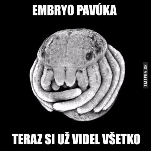  Pavouk 