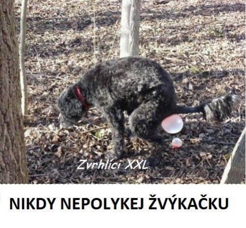 Nikdy nepolykejte žvýkačku