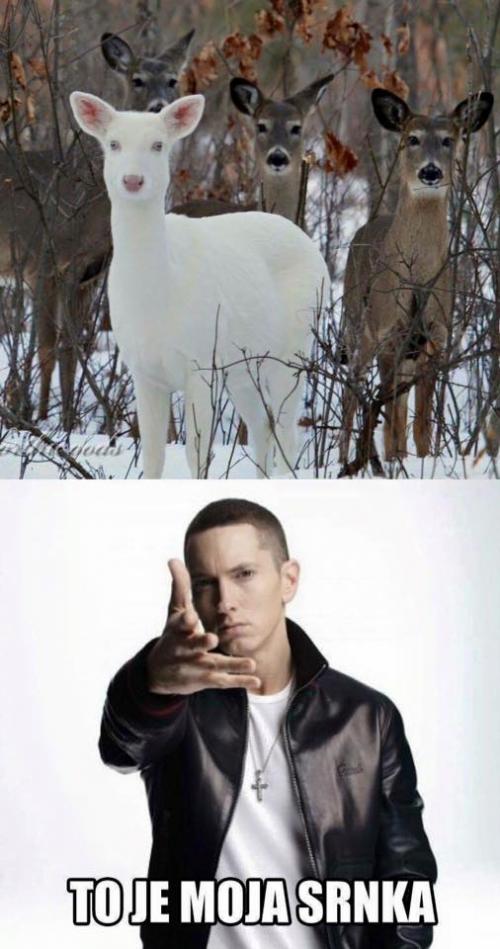  Eminem má srnku 