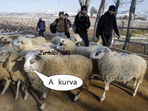  Muslimové u stáda ovcí 