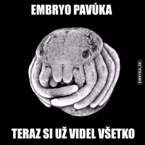  Embryo pavouka 