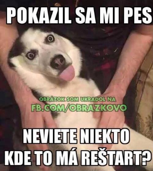  Pokazil se pes 