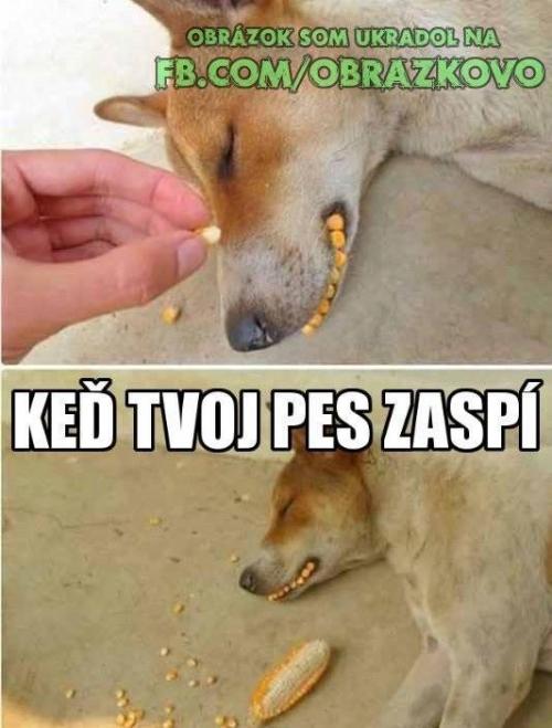  Když usnu tvůj pes 