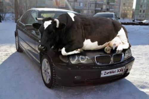  BMW má vlastní každá kravička 