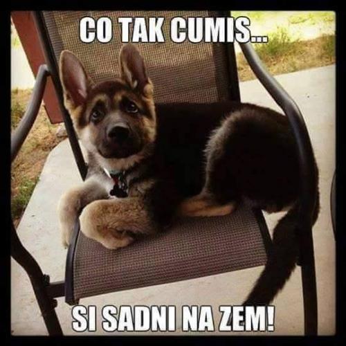 Co čumíš