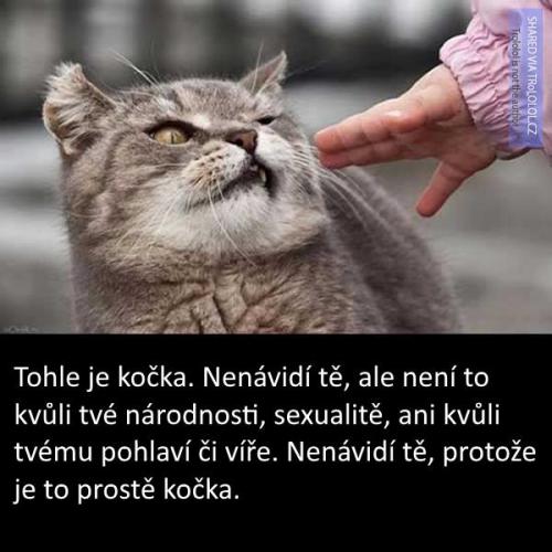  Kočka 