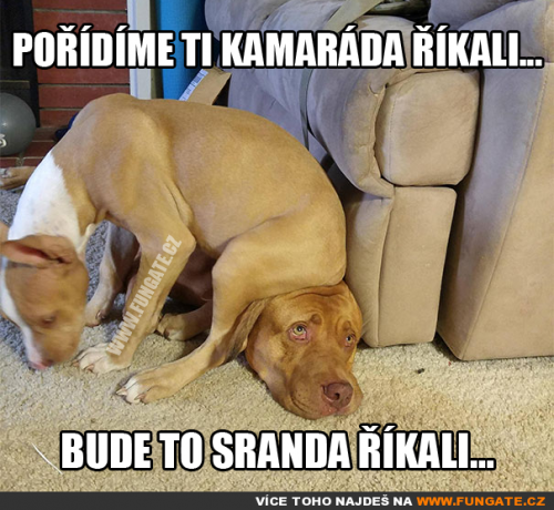  Pořídíme ti kamaráda říkali 