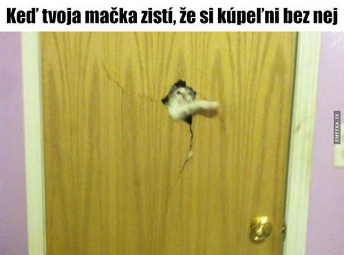  Kočka 