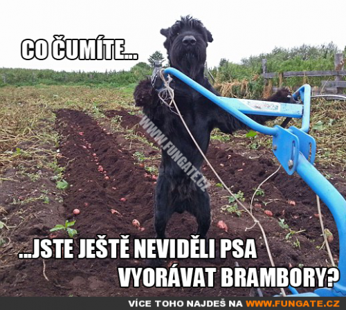 Co čumíte