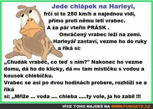  Jede chlápek na Harleyi, frčí si to 