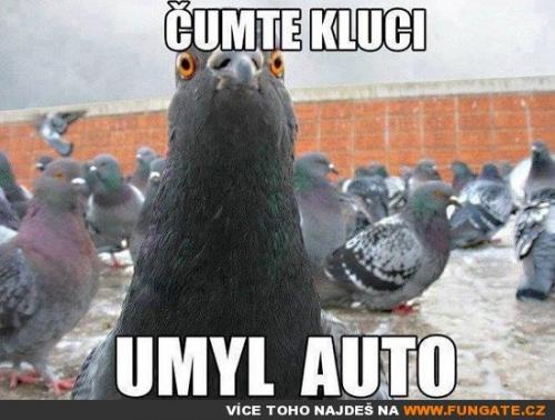  Čumte kluci 