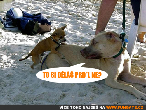 To si děláš prdelne