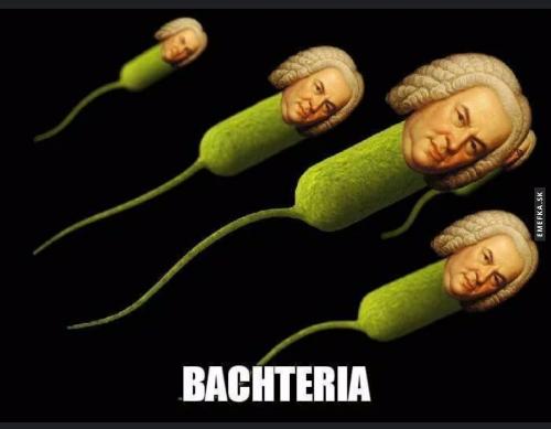 Bachteria