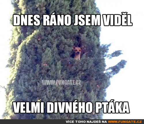  Dnes ráno jsem viděl 