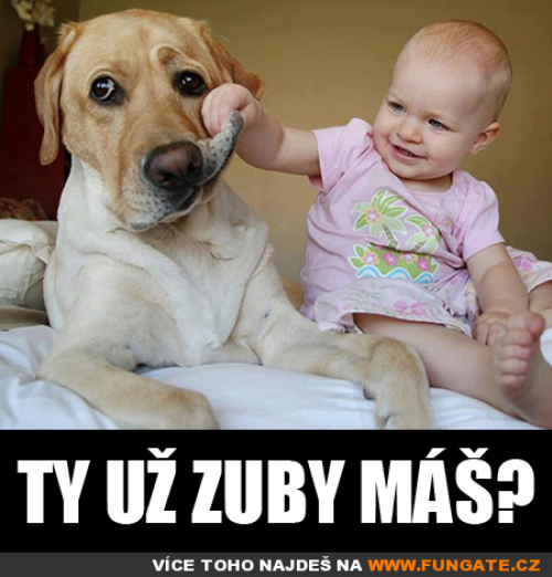  Ty už zuby máš 