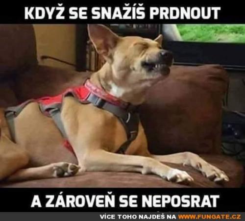  Kdy se snažíš prdnout a 