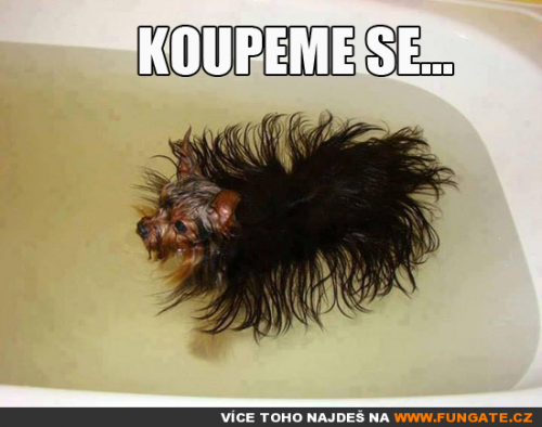 Koupeme se…