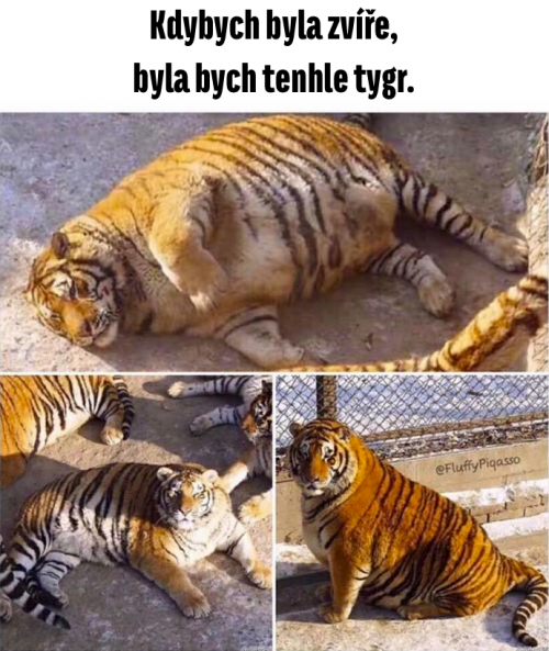  Tygr 