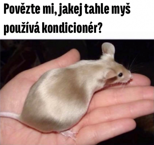 Koncidionér