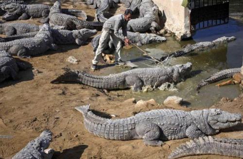  Výběh krokodýlů 