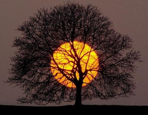  Západ slunce vs. strom 