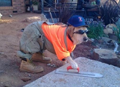 Pracující pes