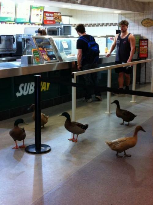  Kachny v Subway 