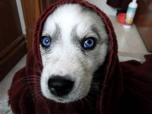  Pes - modré oči 