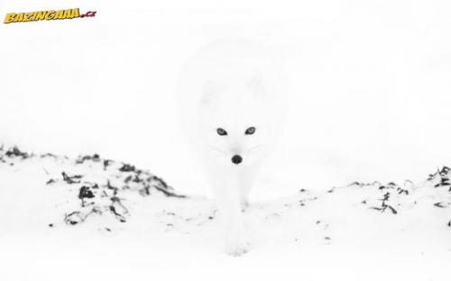  Maskování lišky polární 
