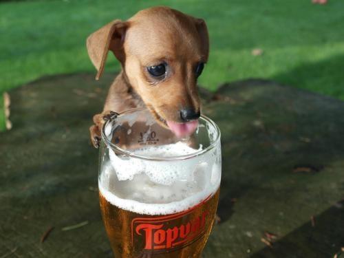 Pes a pivo