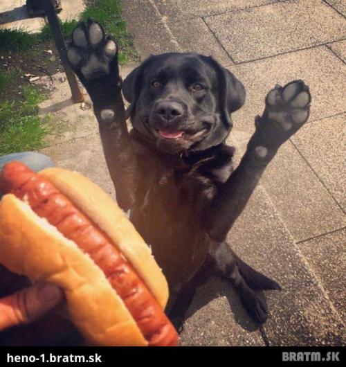  Hotdog 