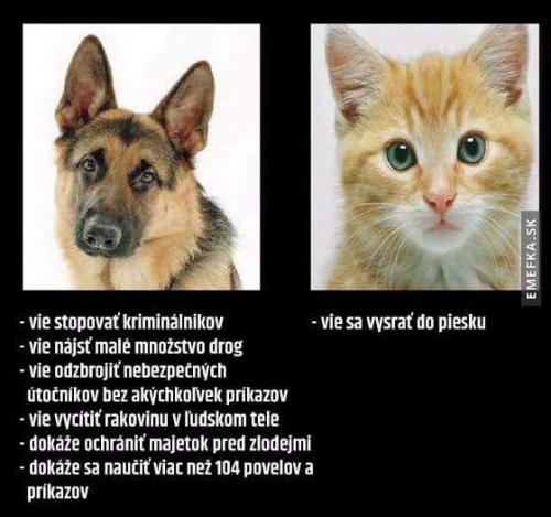  Pes vs. kočka 