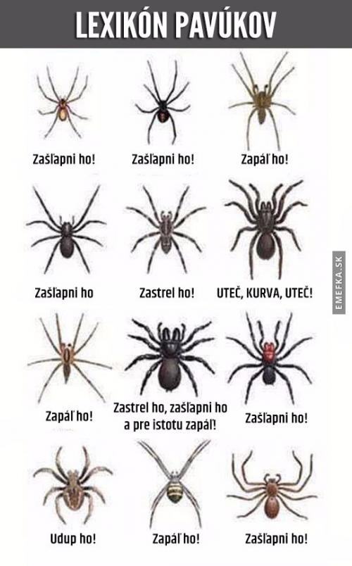  Lexikon pavouků 