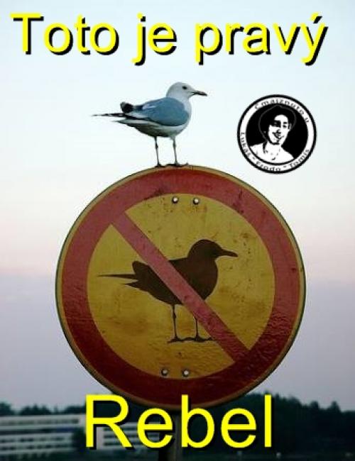  rebel bird 