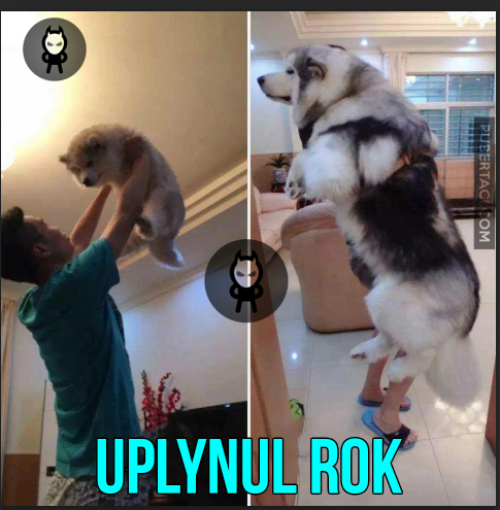  Uplynul rok 