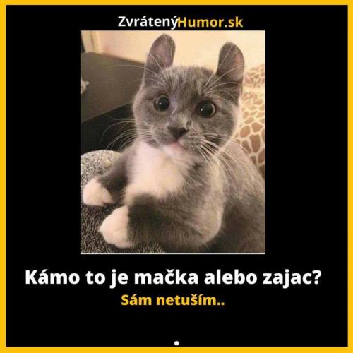  Kočka 