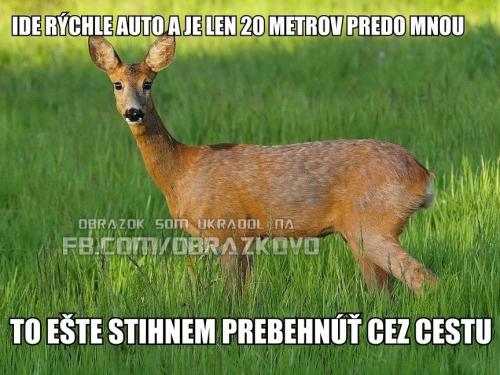  Myšlenky srnek 