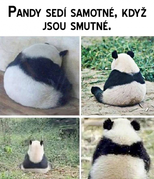  Kdo je tu taky panda 