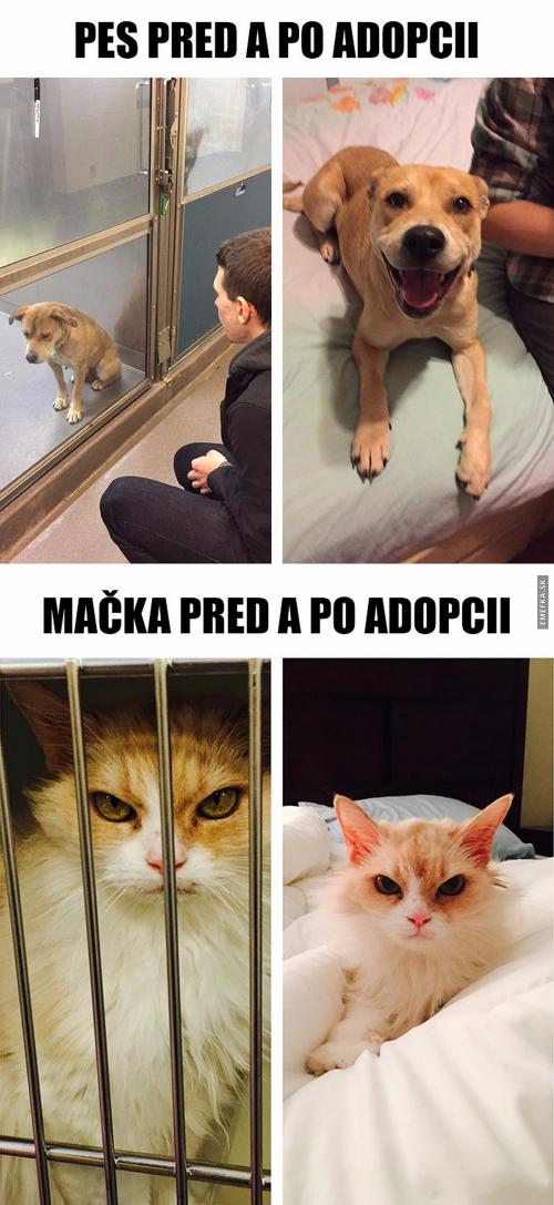  Před a po adopci 