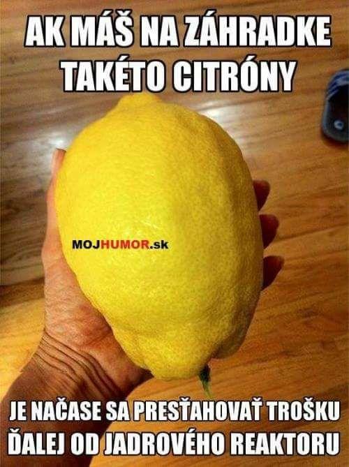  Citrony ze zahrady 