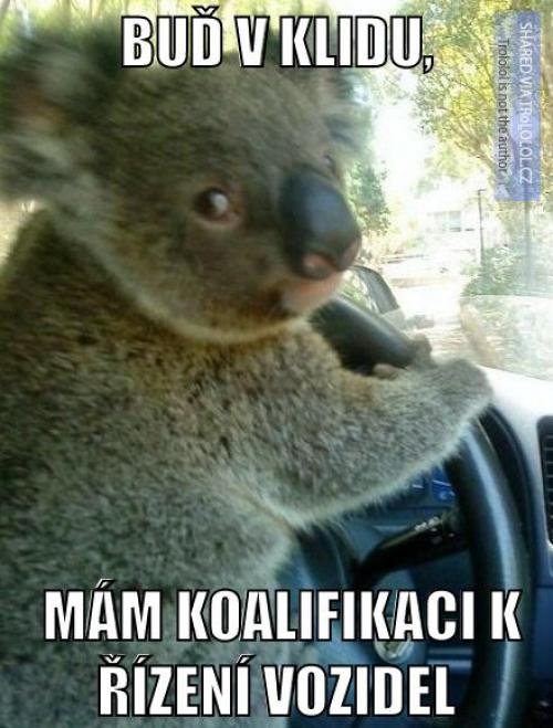  Koala 