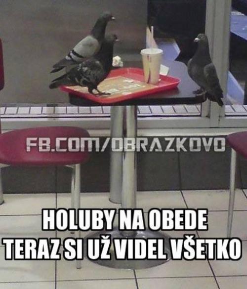 Holuby na obědě