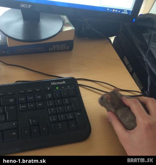  Myš 