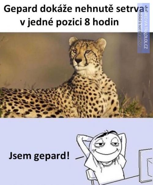  Gepard 