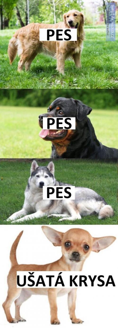  Pes 