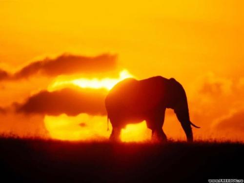 slon při západu slunce