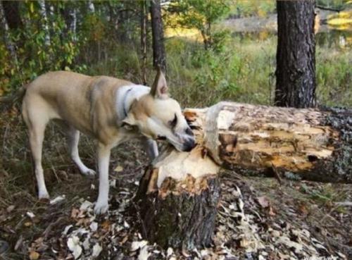  Pes dřevorubec 