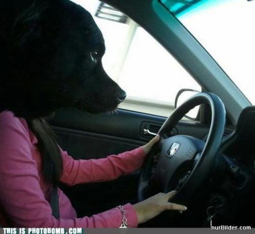 Pes řidič 